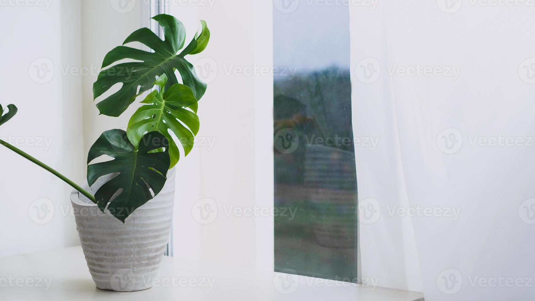 Monstera on pot beside window with curtain photo