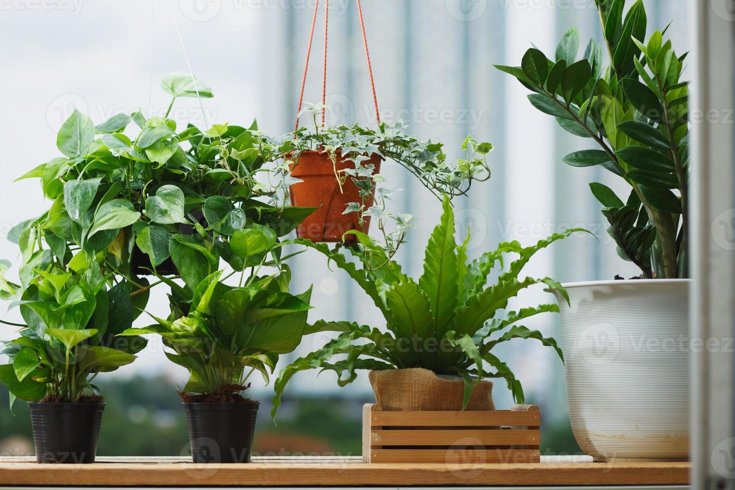 concepto de hogar y jardín en el balcón foto