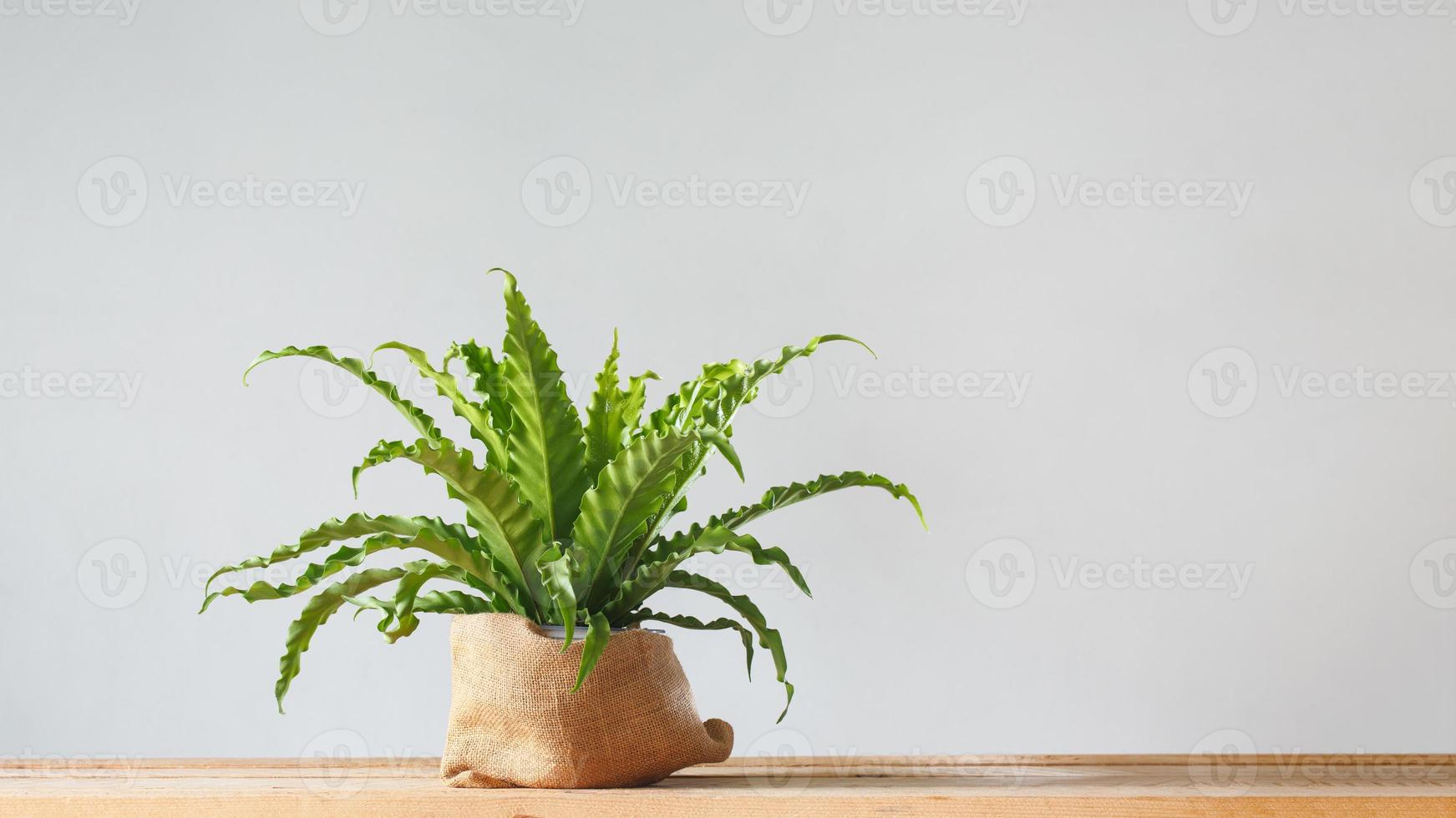 planta de interior asplenium nidus en maceta de saco foto