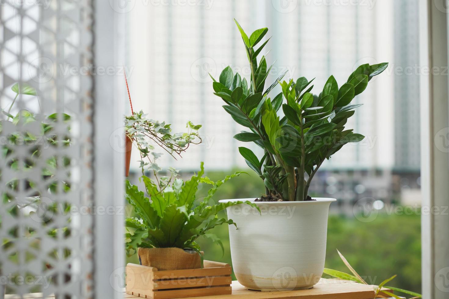 concepto de hogar y jardín con gema de zanzíbar foto