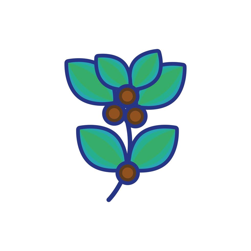 coffee plant with seeds isolated icon vector