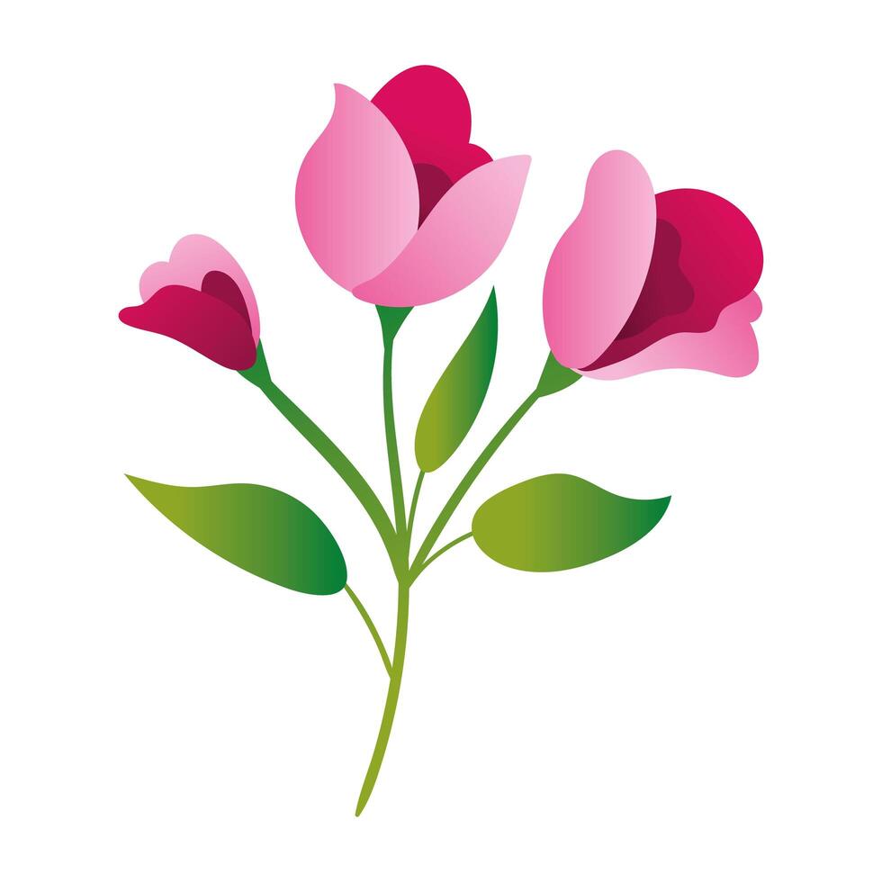 beautiful roses flowers and leafs garden gradient style icon vector