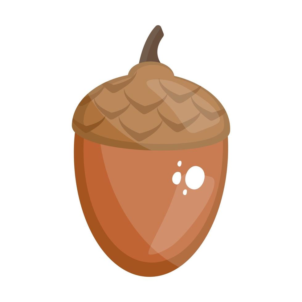 Dry Fruit Acorn vector