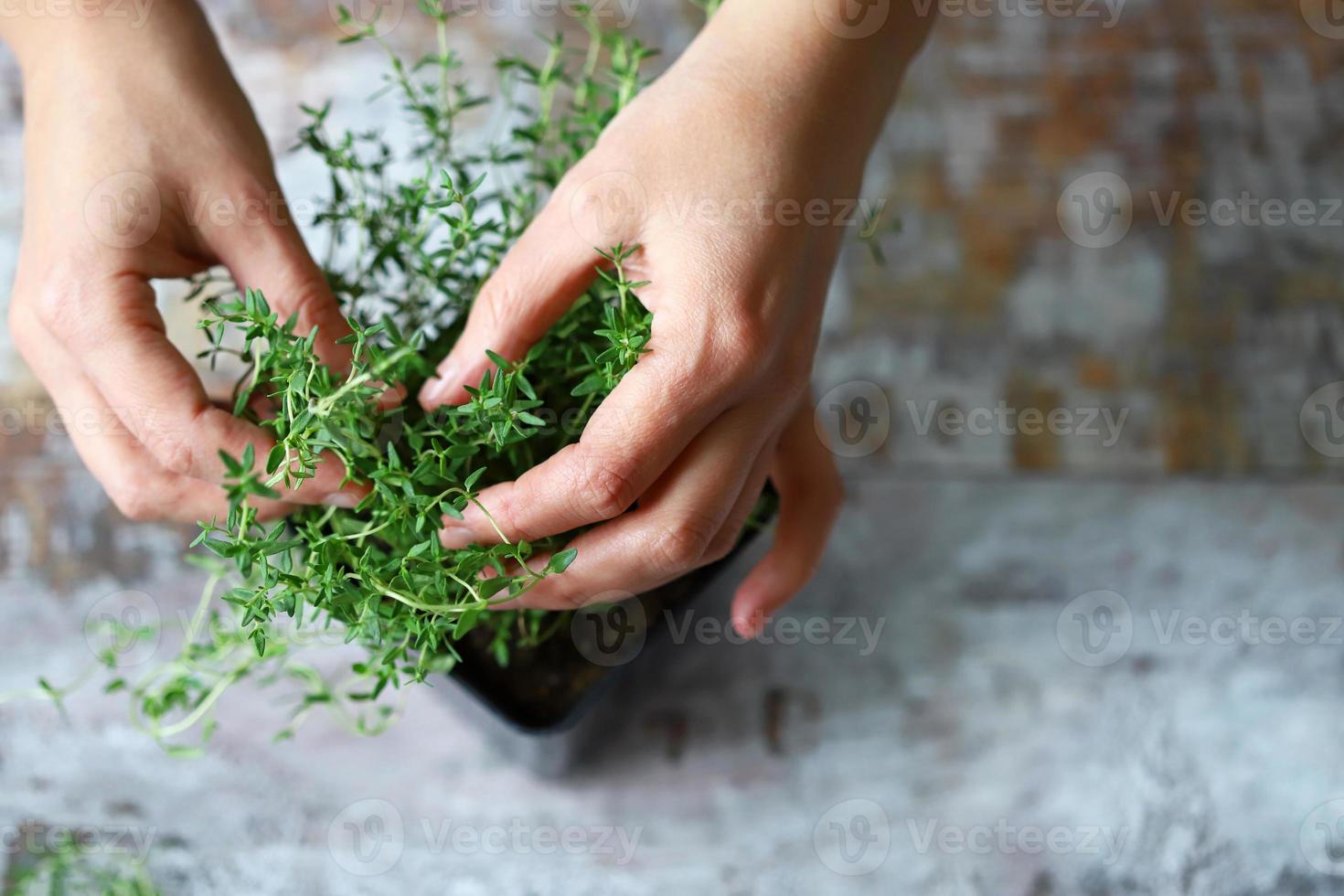 Woman's hands holding a branch of thyme in a pot photo