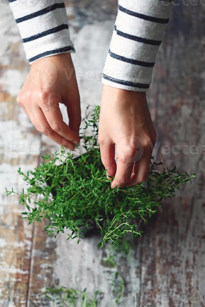 Woman's hands holding a branch of thyme in a pot photo