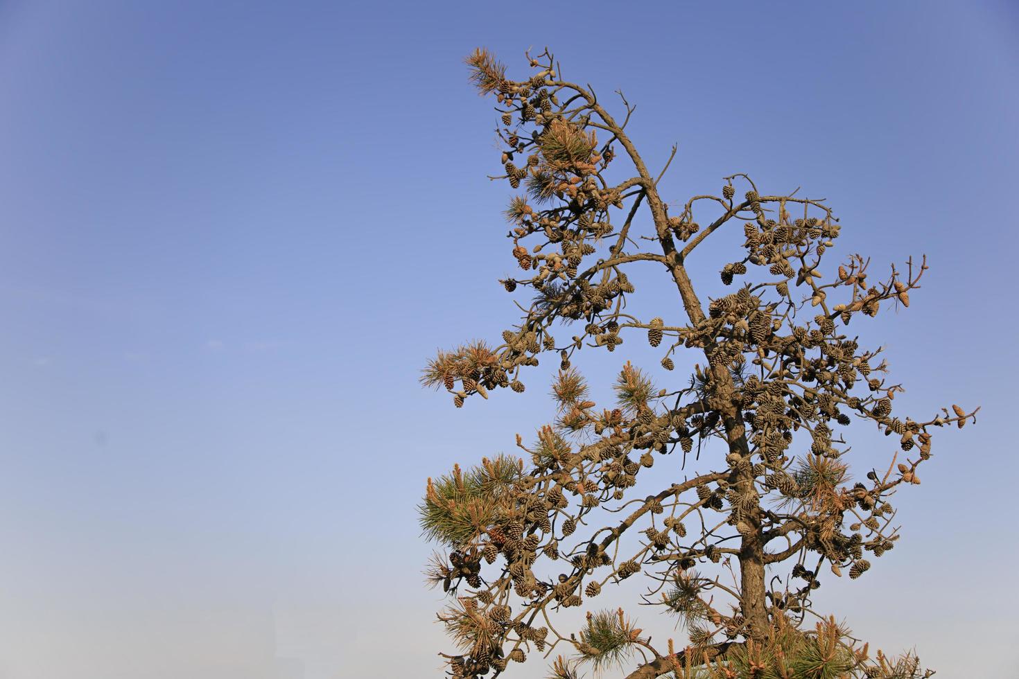 Dried out pine trees in a marsh near the beach photo