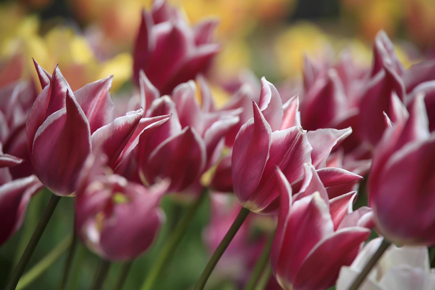 Colorful tulips in a flower patch in a garden in the spring photo