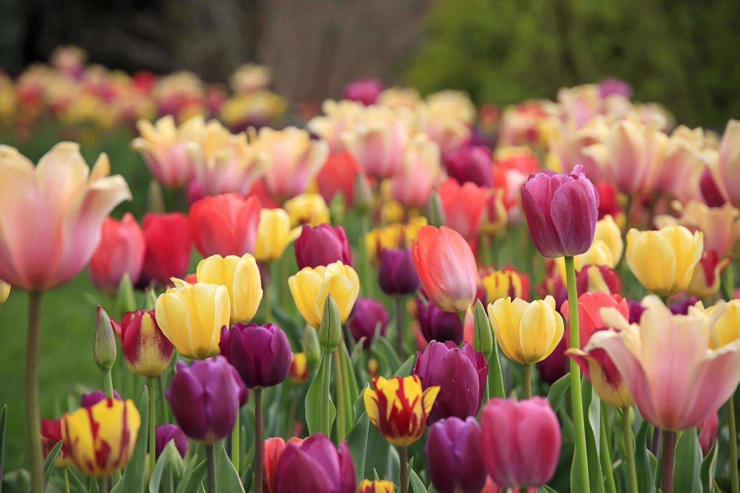 Colorful tulips in a flower patch in a garden in the spring photo