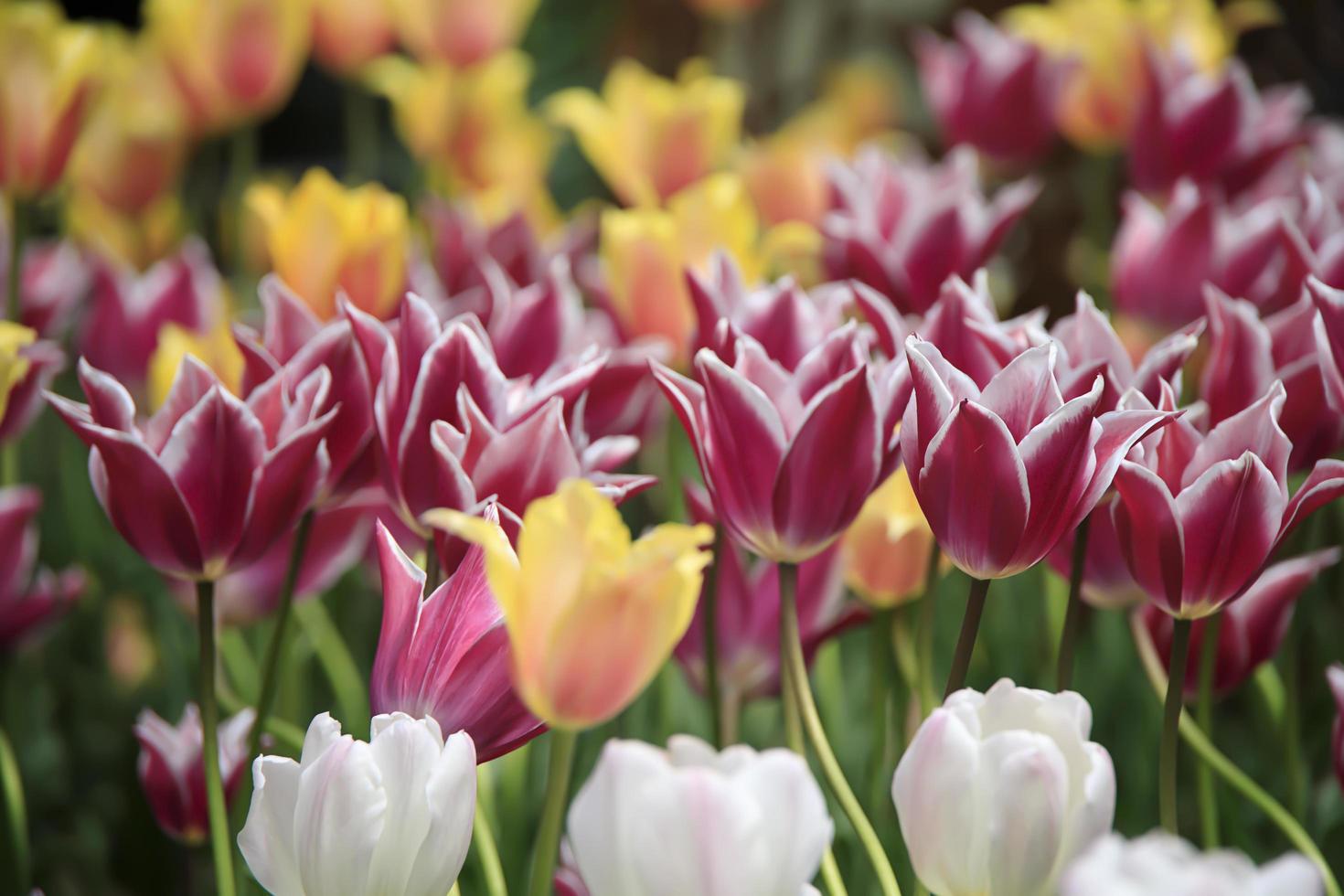 Coloridos tulipanes en un parche de flores en un jardín en la primavera foto