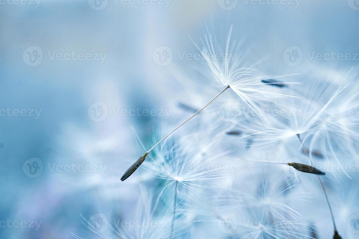 romantic dandelion flower in springtime photo