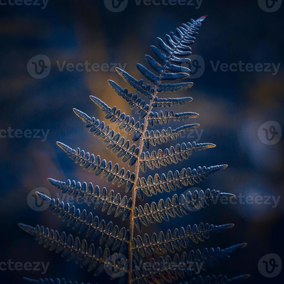 green and blue fern leaves in the nature photo