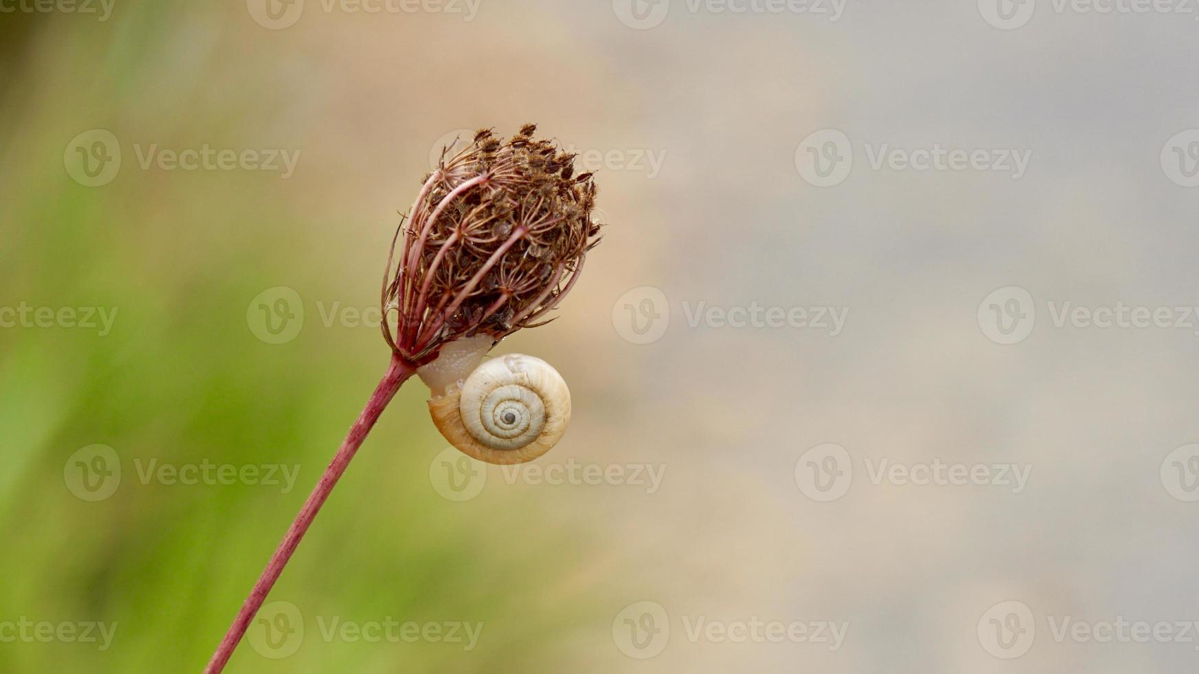 little white snail on the plant photo