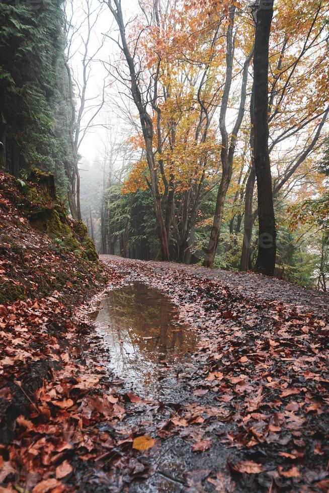 road in the forest in autumn season photo