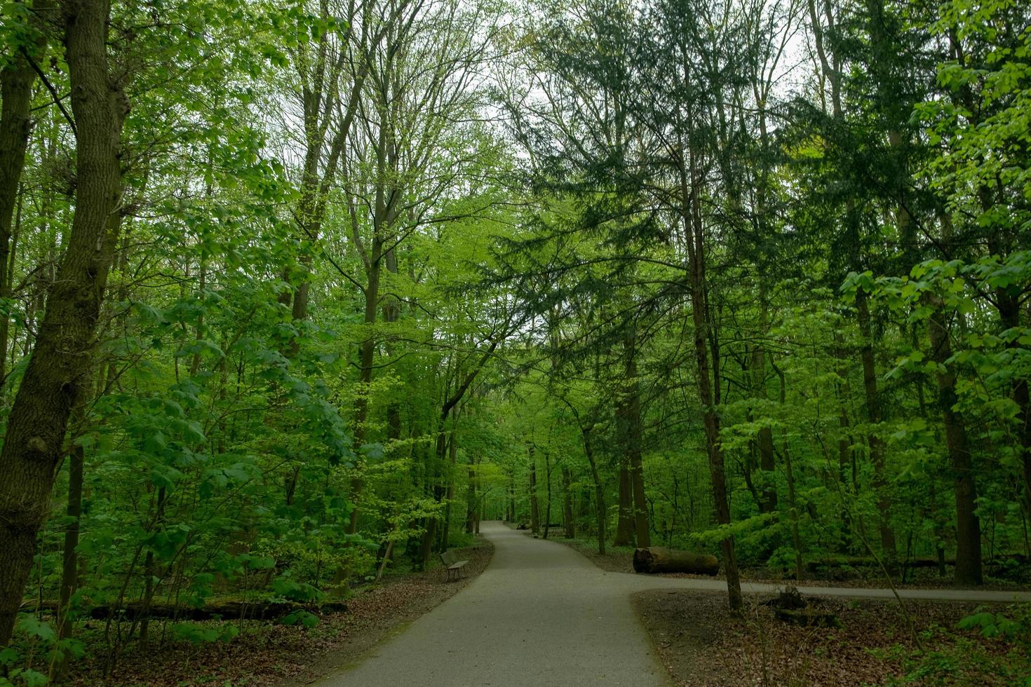 bosque en los países bajos foto