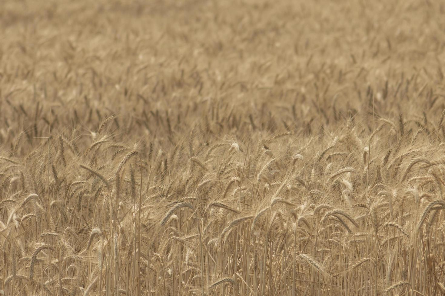 rye field Wheat wallpaper photo