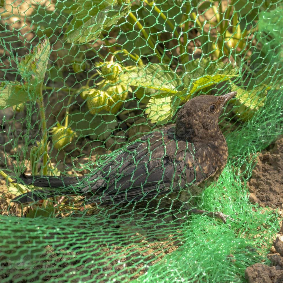 Young blackbird is caught in a net in a strawberry field photo