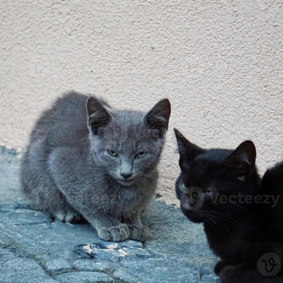 hermoso retrato de gato callejero foto