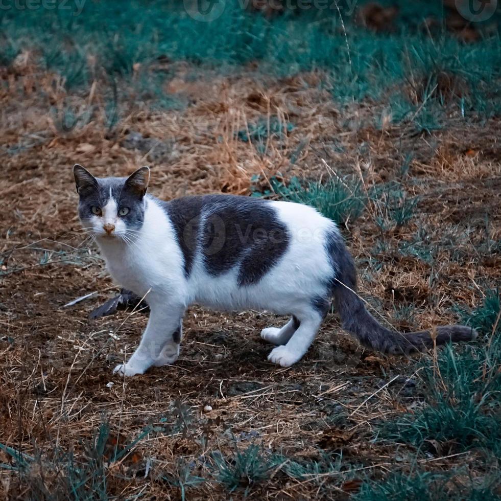 hermoso retrato de gato callejero foto