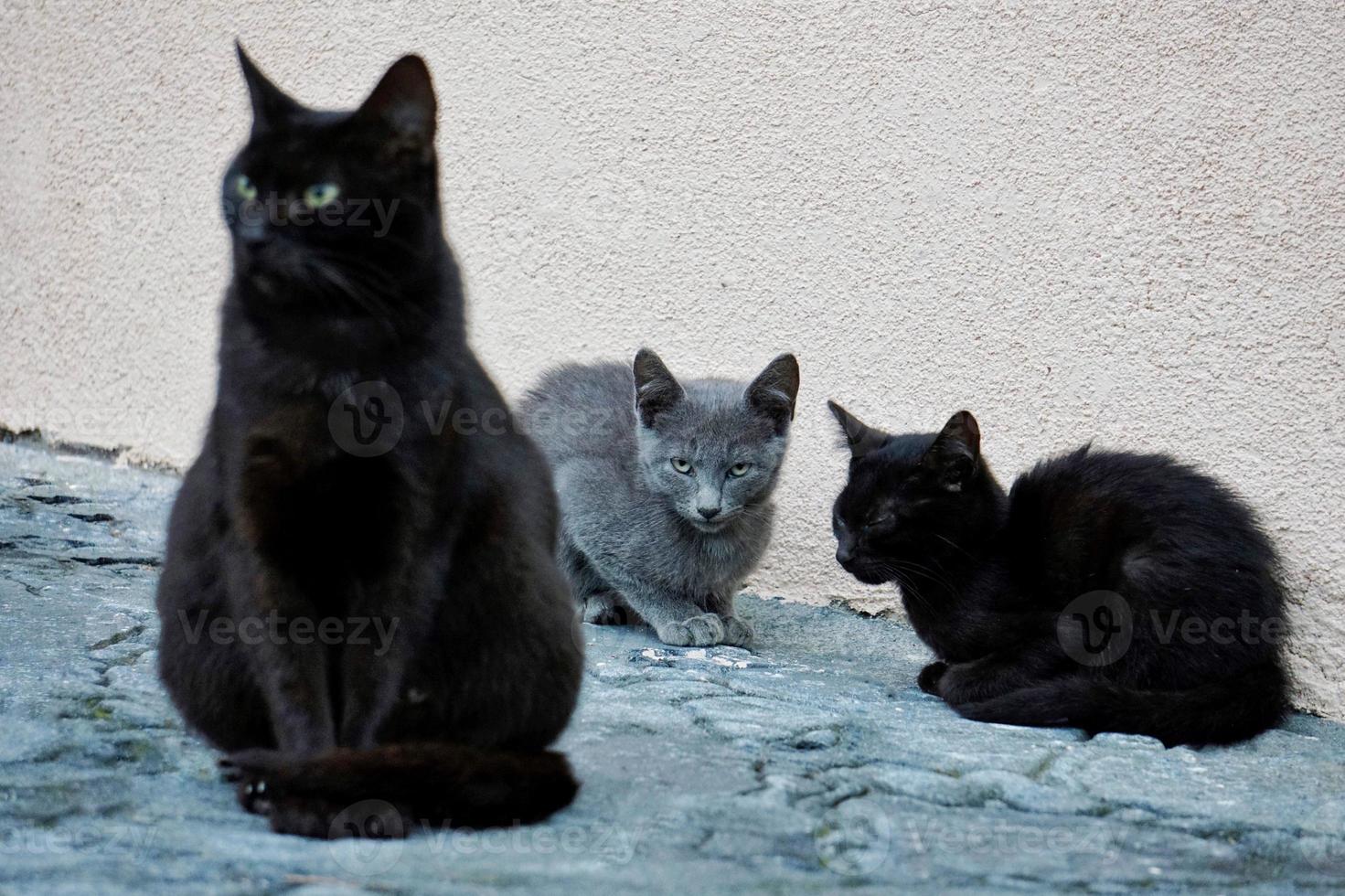 hermoso retrato de gato callejero foto