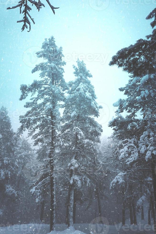 hielo en los pinos de la montaña en invierno foto