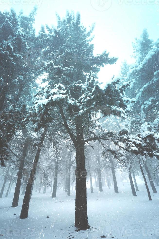 hielo en los pinos de la montaña en invierno foto