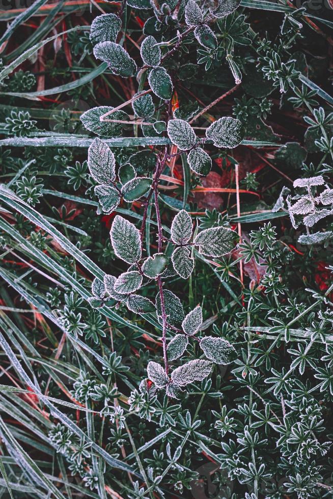 frosty green grass in winter season photo