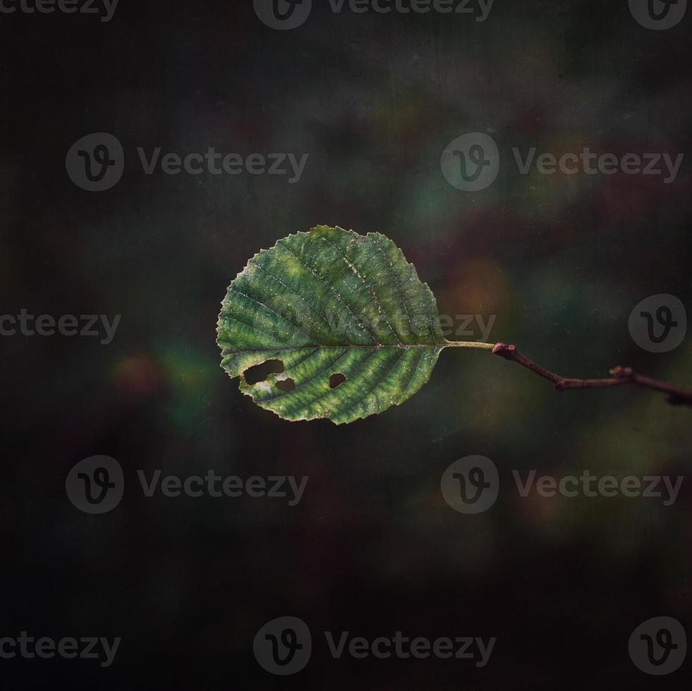 green tree leaves in springtime photo