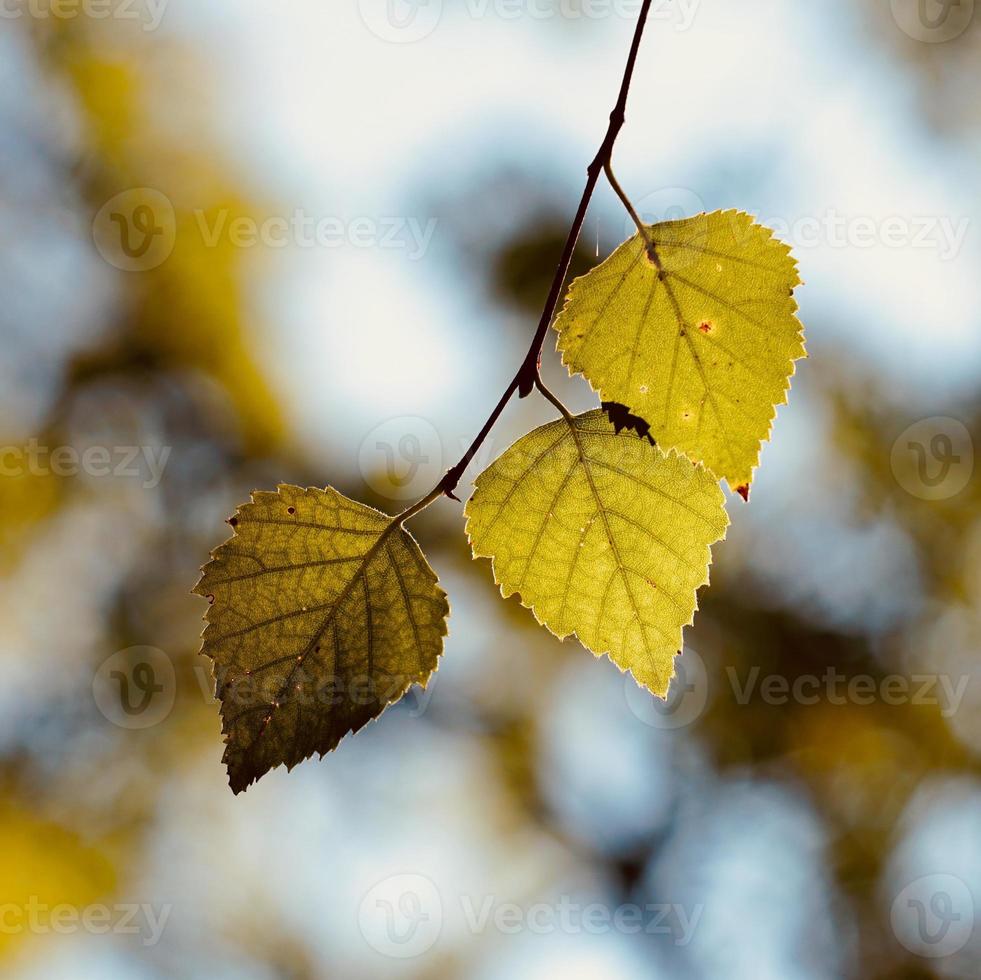 green tree leaves in springtime photo