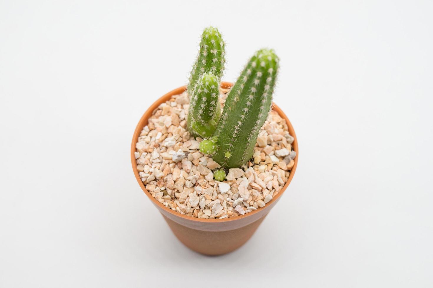 cactus on a white background photo