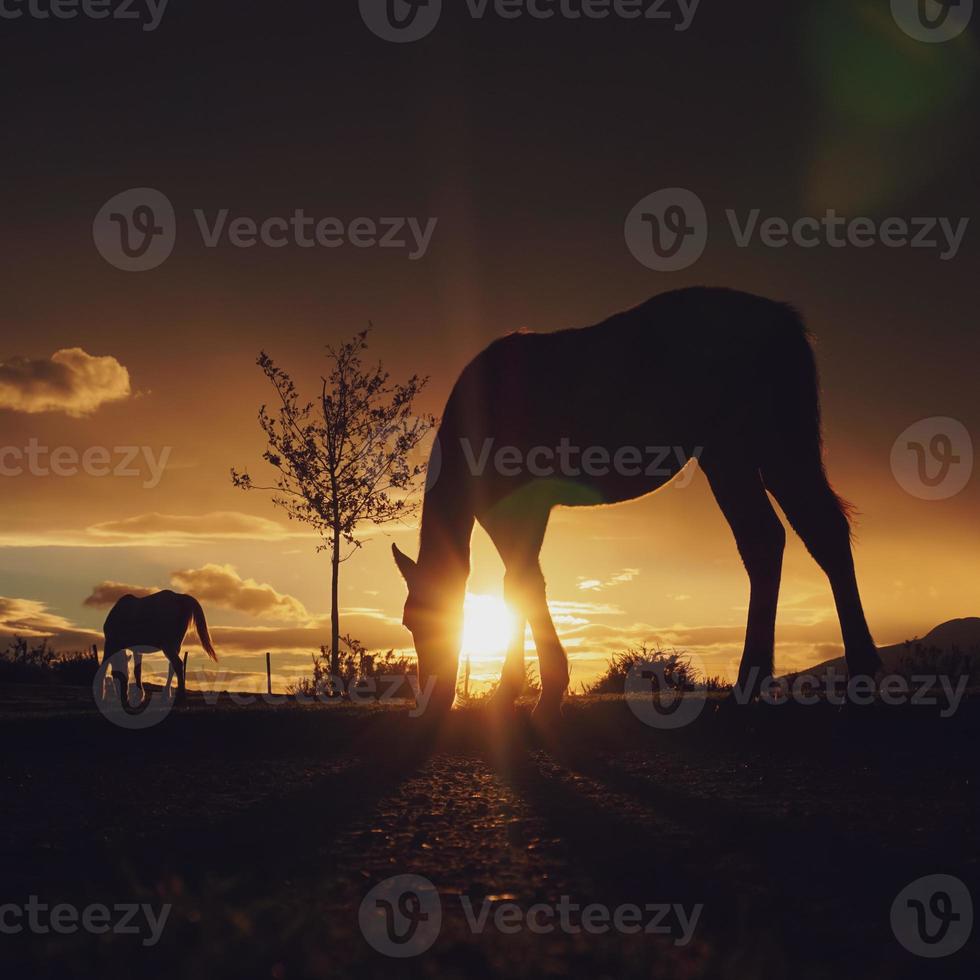 horse silhouette in the sunset photo