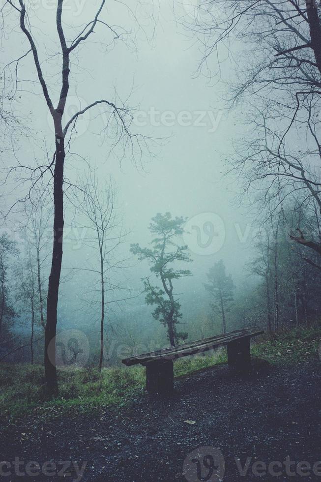 trees in the forest in foggy days photo