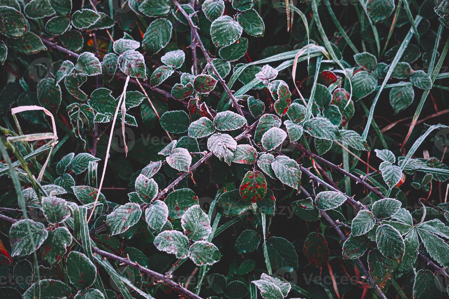 frozen green leaves in winter seaon photo
