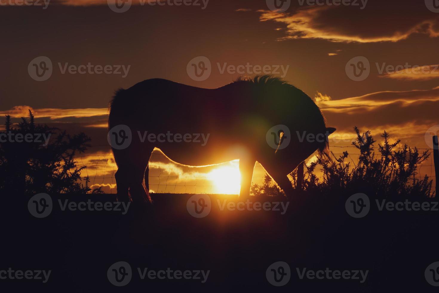 horse silhouette in the sunset photo