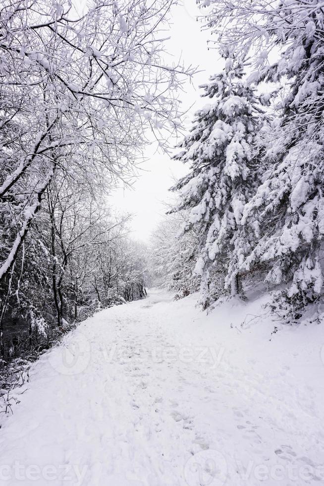 snow in the forest in winter season photo