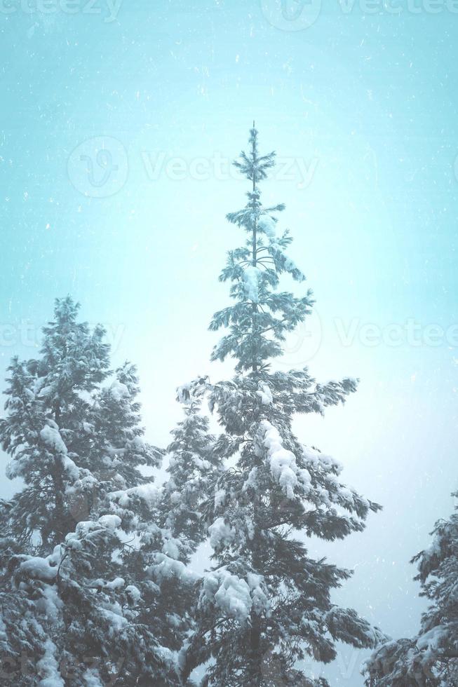 snow on the pine trees in the forest photo