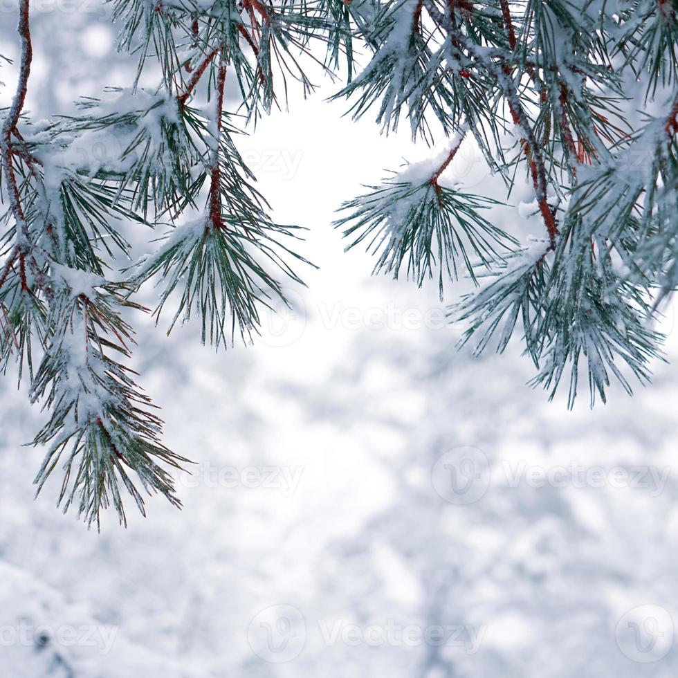 nieve en las hojas del pino foto