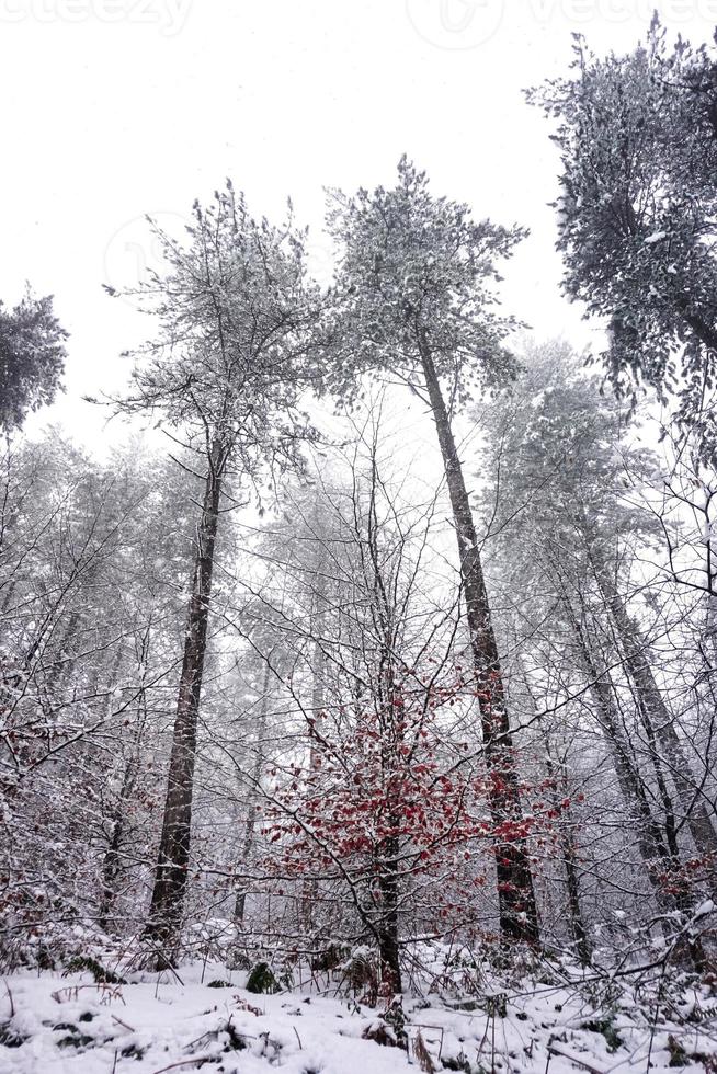 snow in the forest in winter season photo