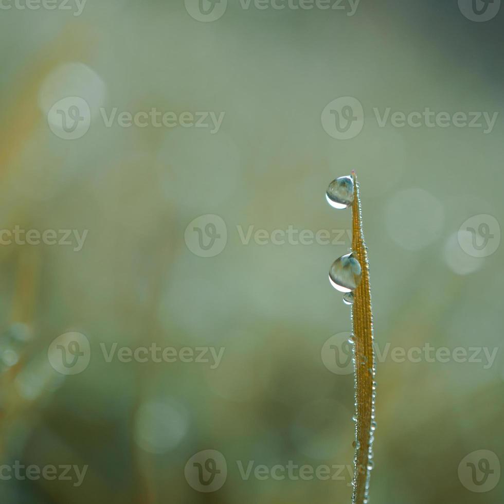 caer sobre la hoja de hierba verde foto