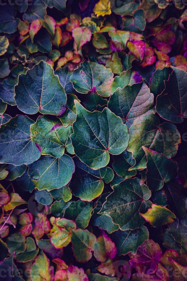 Fondo de textura de hojas multicolores foto