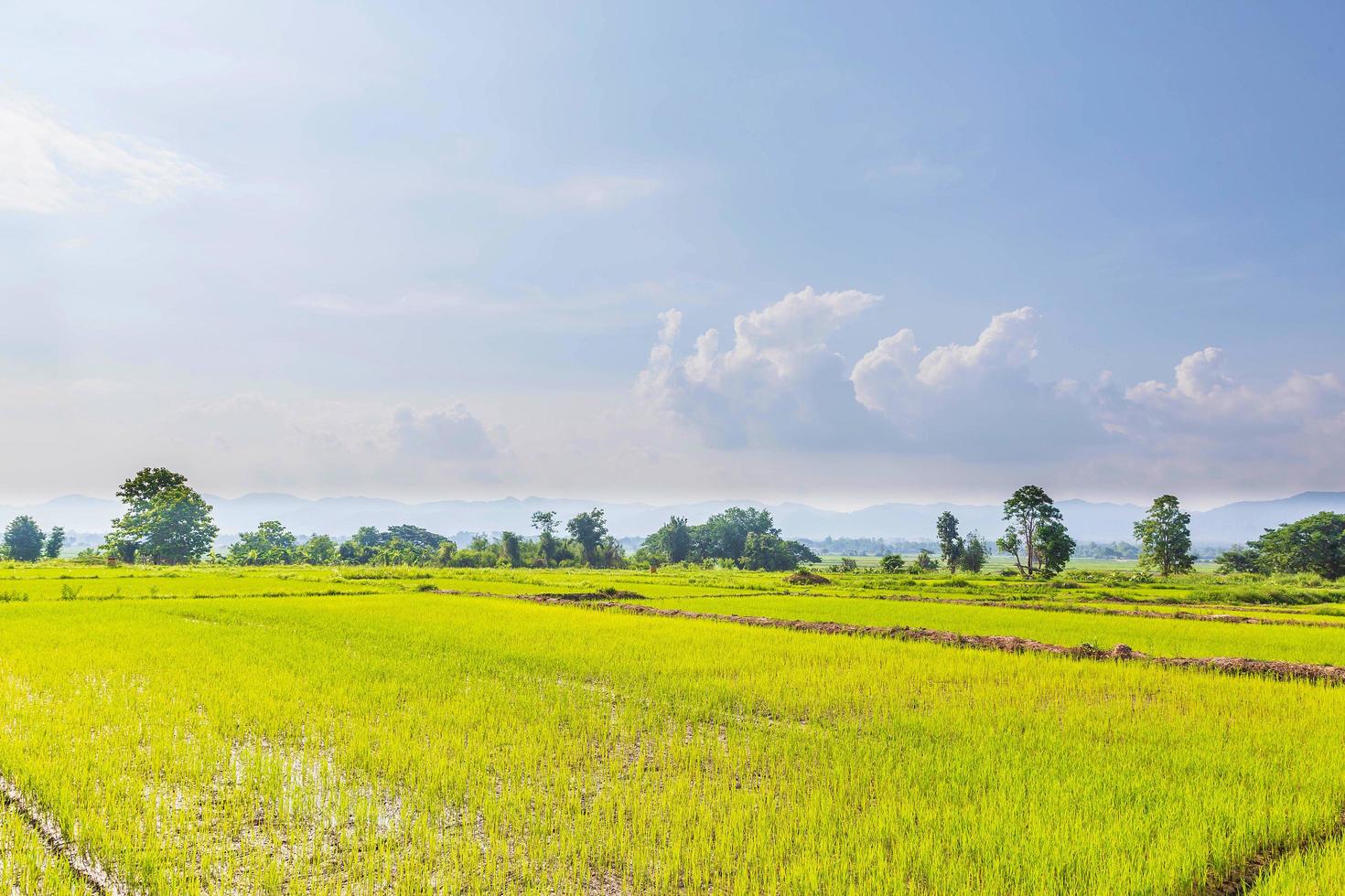 Rice fields and newly planted seedlings photo