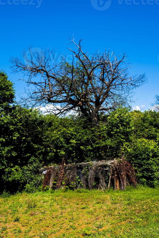 Branches and bare tree photo