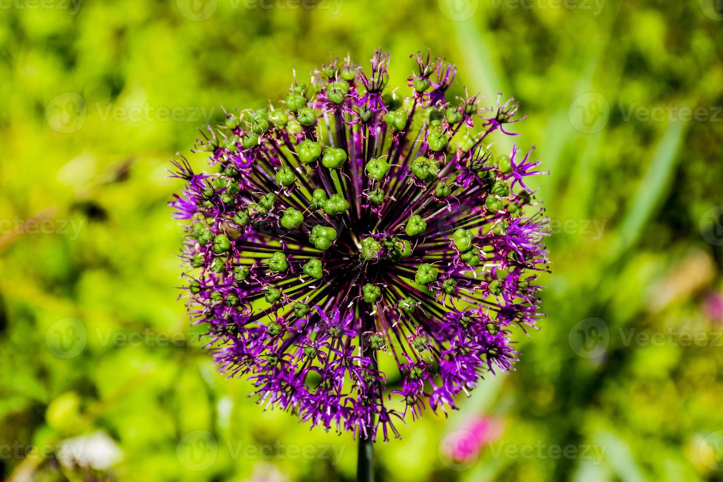 flor de ajo mayor foto