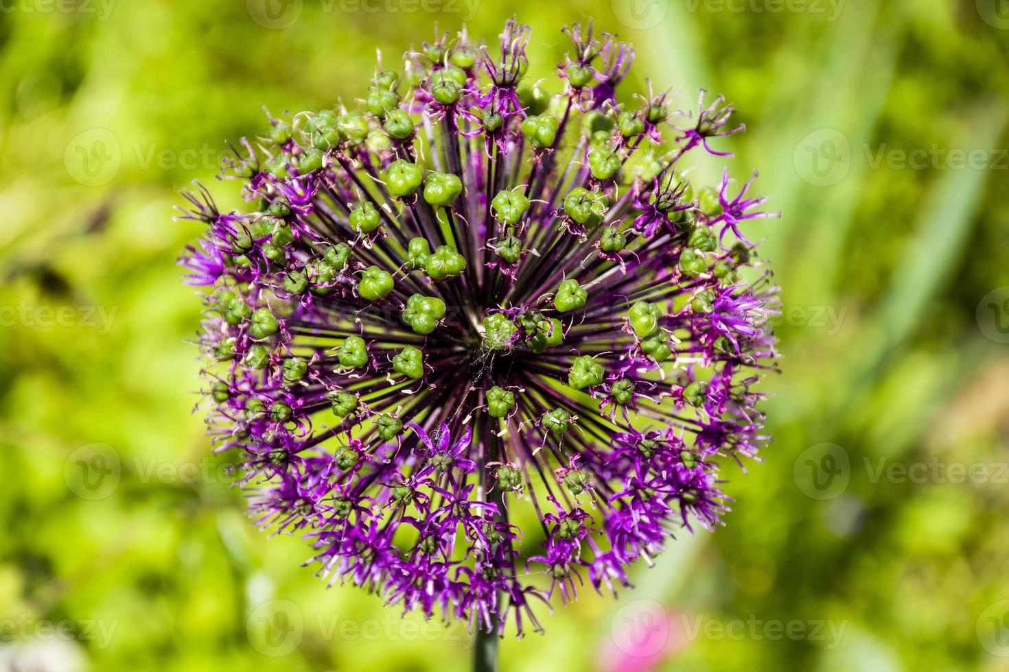 Purple allium flower photo