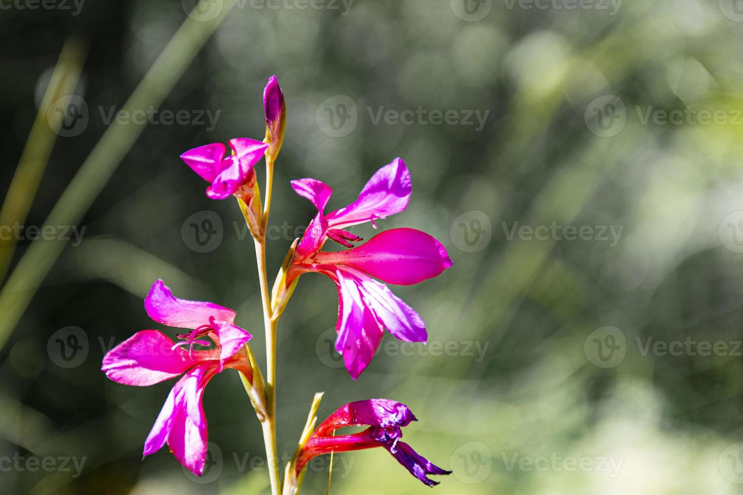 Pink flowers on a steam photo