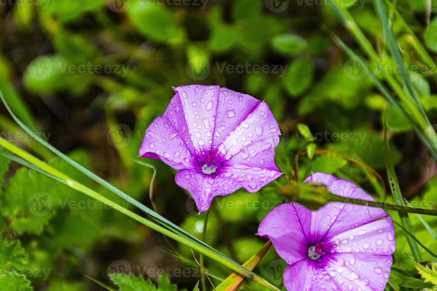 dos flores moradas foto