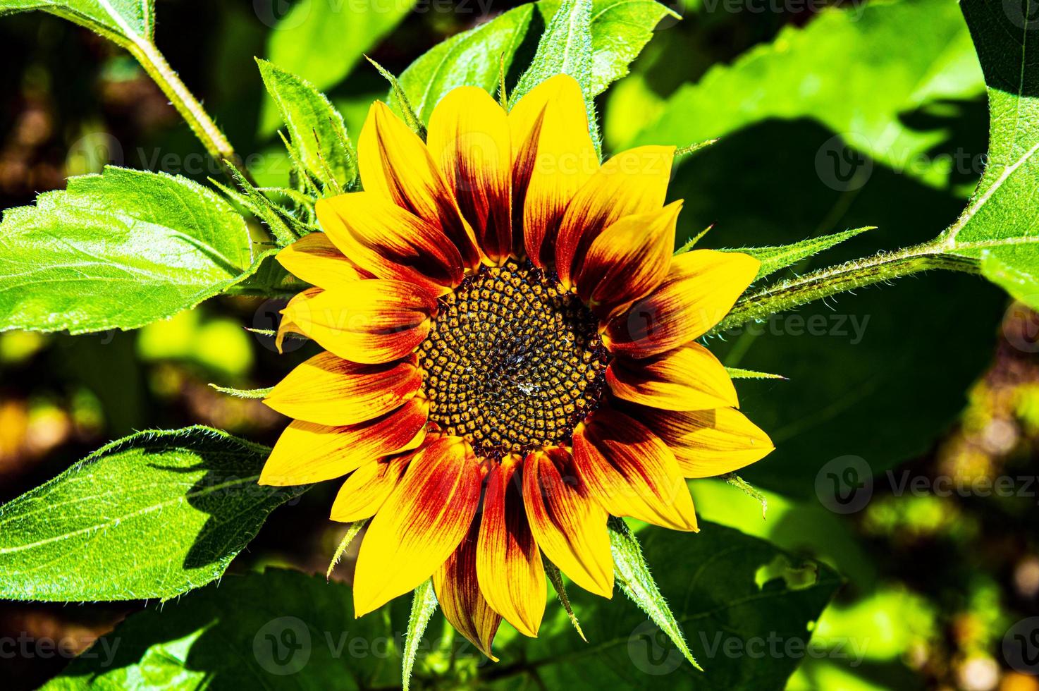 Orange and yellow sunflower 2578140 Stock Photo at Vecteezy