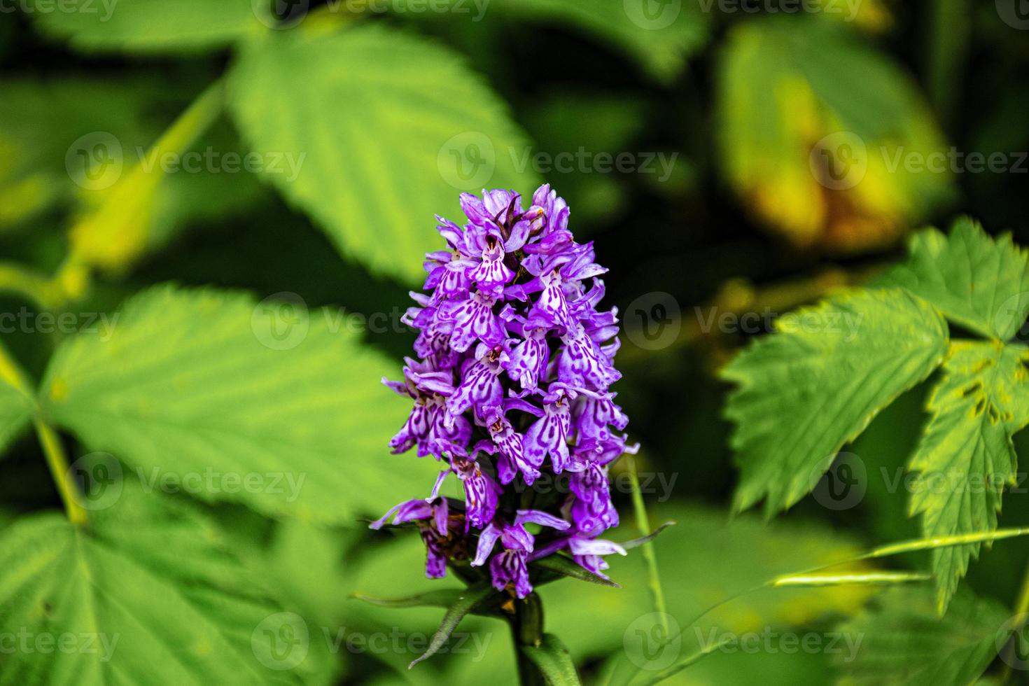 orquídeas silvestres moradas foto