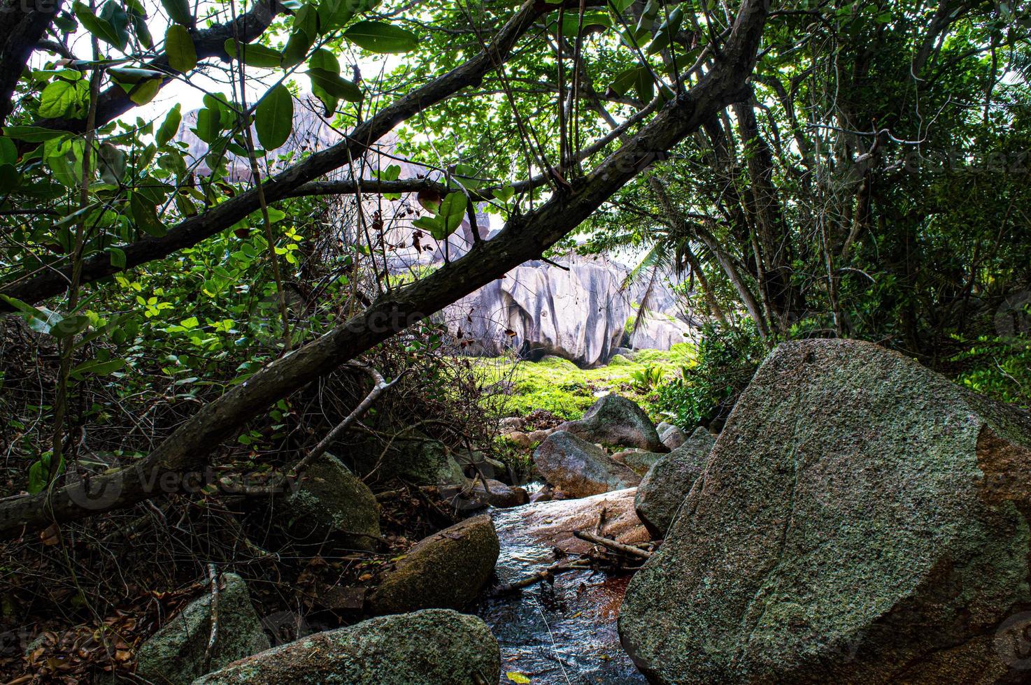 River in a forest photo