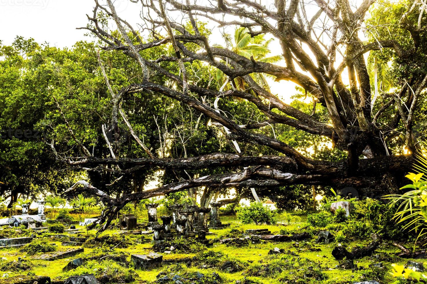 bosques cubiertos de musgo en la hora dorada foto