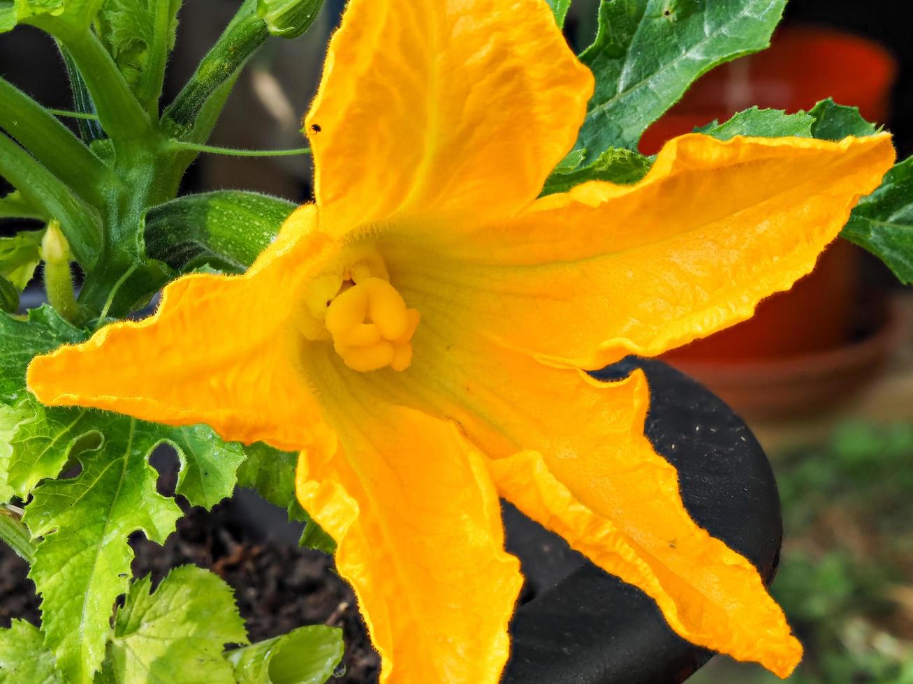Yellow flower and developing fruit on a courgette plant photo